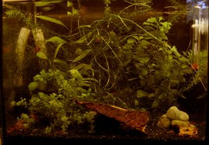 Caridina logemanni, var. Crystal red