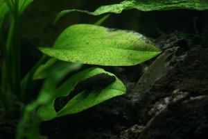 Caridina multidentata