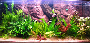 Cryptocoryne beckettii