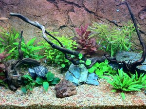 Cryptocoryne undulata