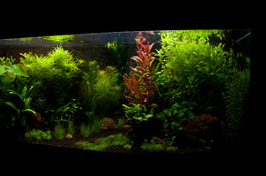 Växtakvarium 540l High Tech