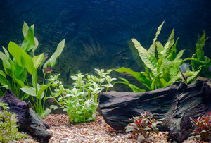 Hygrophila polysperma