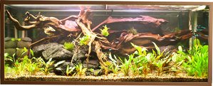 Cryptocoryne undulata