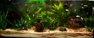 Cryptocoryne wendtii 