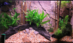 Hygrophila difformis