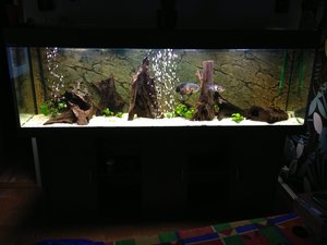 600 liter Sydamerikanskt biotopakvarium