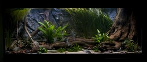 Cryptocoryne wendtii 