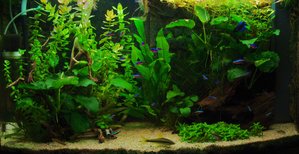 Cryptocoryne wendtii 