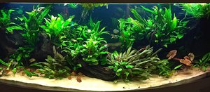 Cryptocoryne beckettii