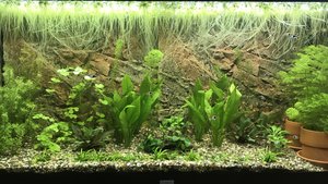 Cryptocoryne wendtii 