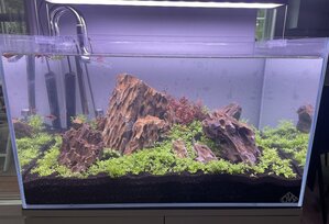 Admins Aquascape