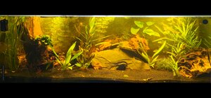 Neocaridina  davidi var. bloody Mary 