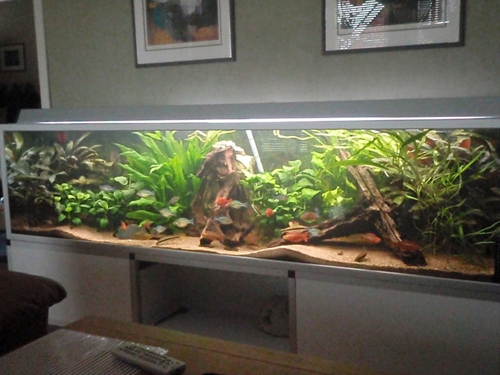 - Sällskapsakvarium (mixakvarium)