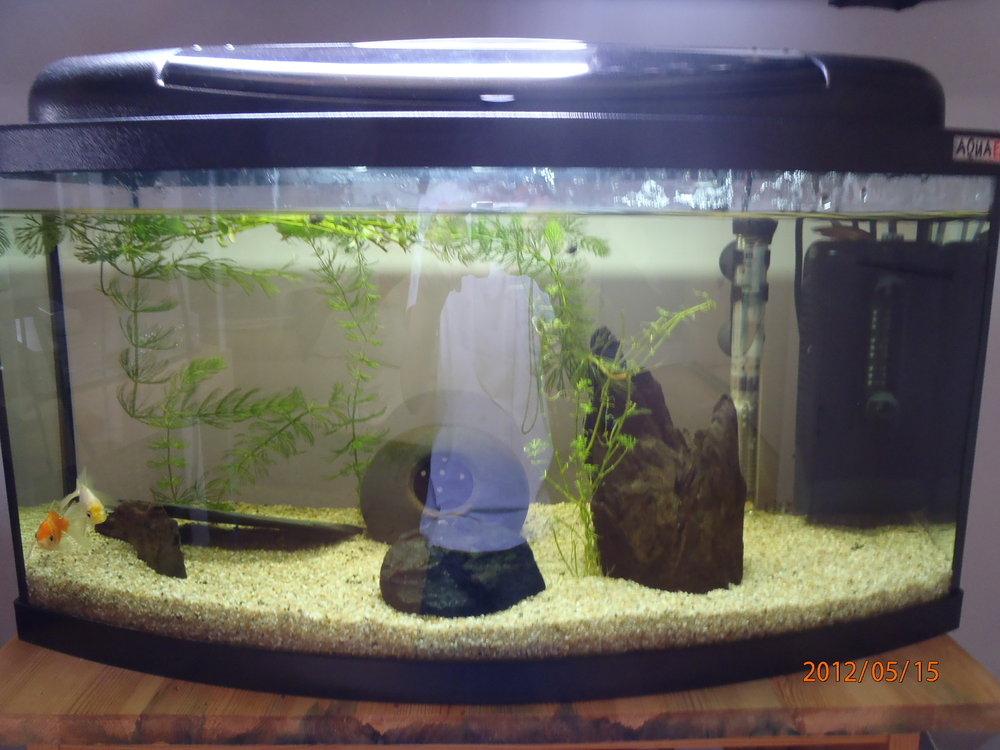 Betta splendens Pumpar i akvarium