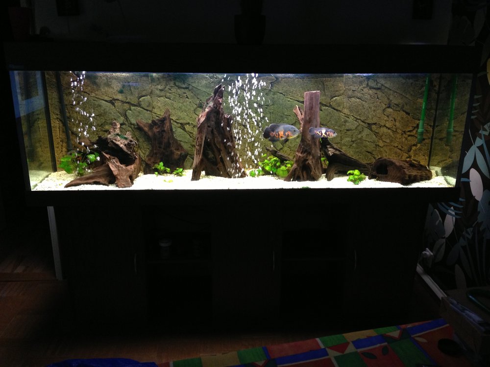 600 liter Sydamerikanskt biotopakvarium - Biotopakvarium Sydamerika