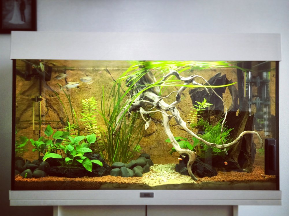 Asiatisk biotop, 125 ett akvarium på www.zoopet.com