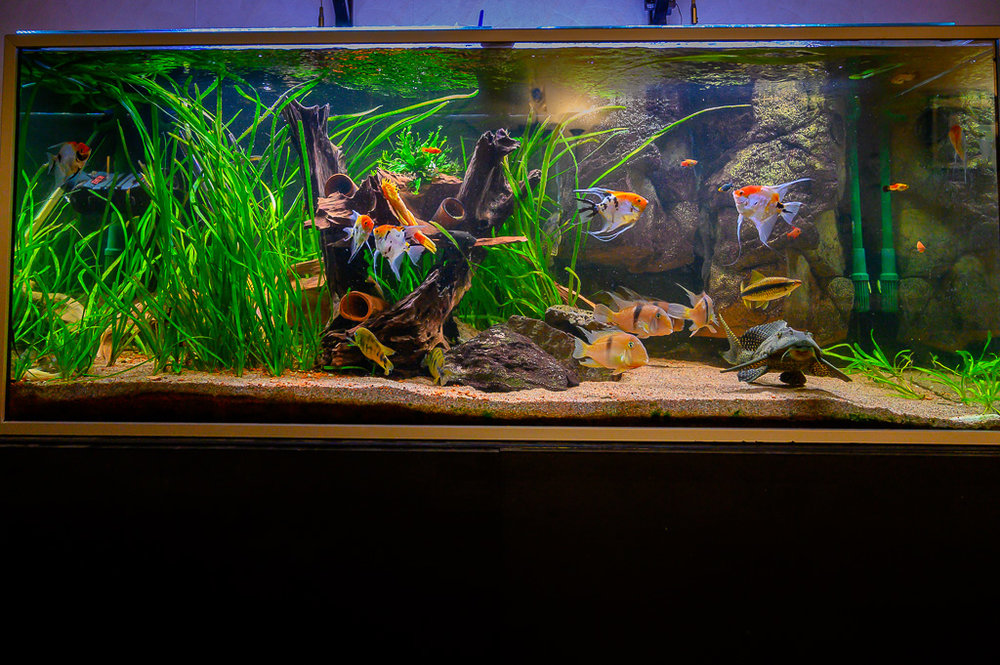 Bild på Akvarielagret
