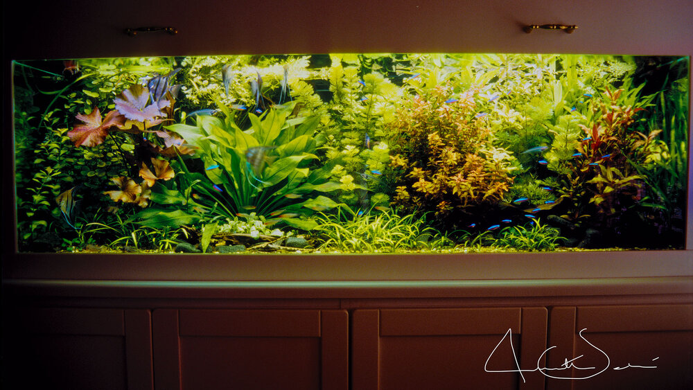 Vackraste Akvarium 1994 - akvarium på www.zoopet.com