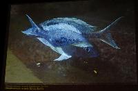 Söndag - Ad Konings/Tanganyika Featherfins