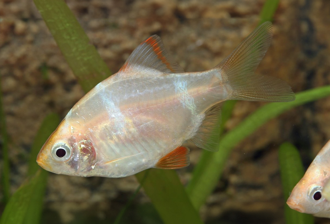 Foto på fisken Puntigrus tetrazona