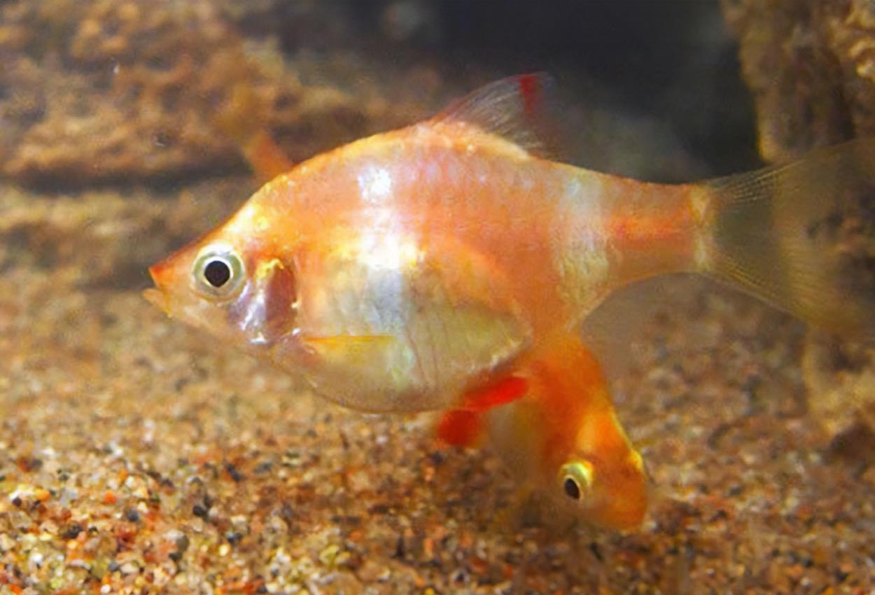 Albino tigerbarb