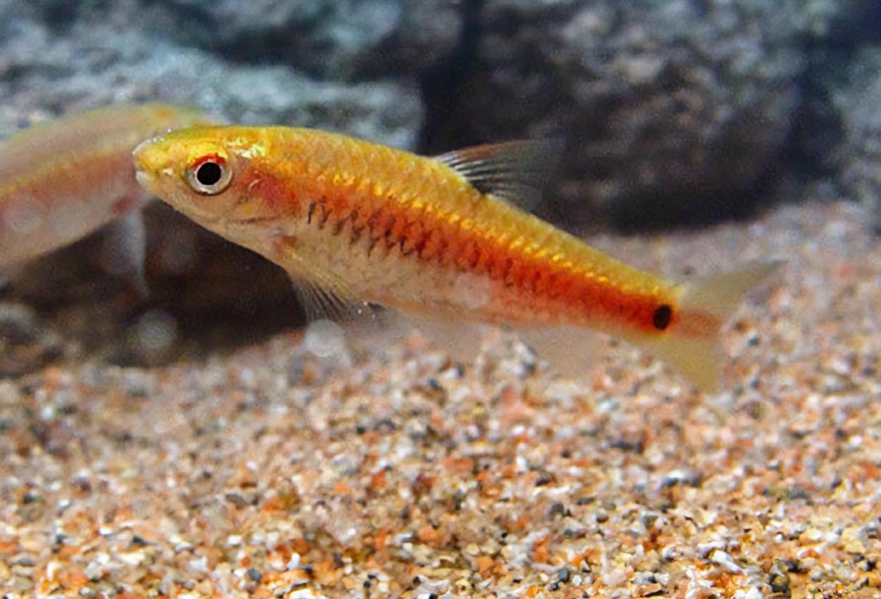 Foto på fisken Puntius bimaculatus