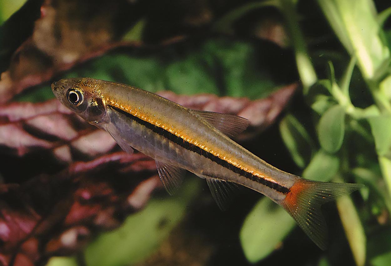 Foto på fisken Rasbora borapetensis