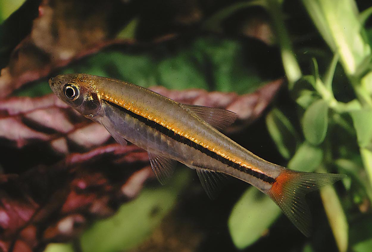 Rödstjärtsrasbora