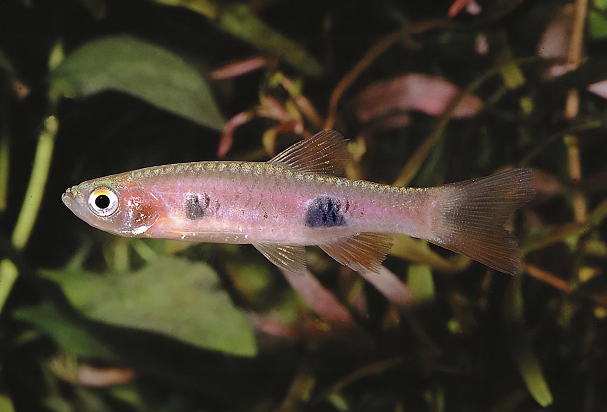 Foto på fisken Rasbora kalochroma