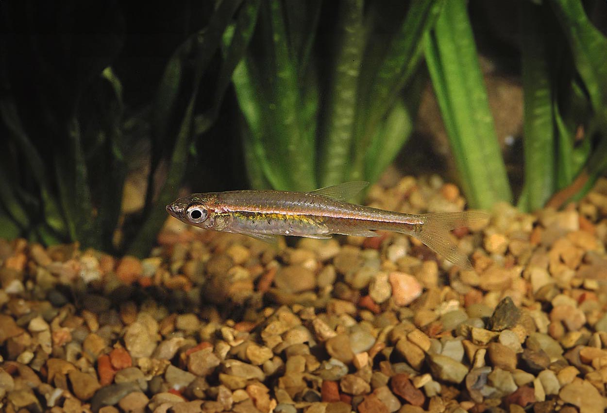 Glödbandsrasbora, rödbandsrasbora