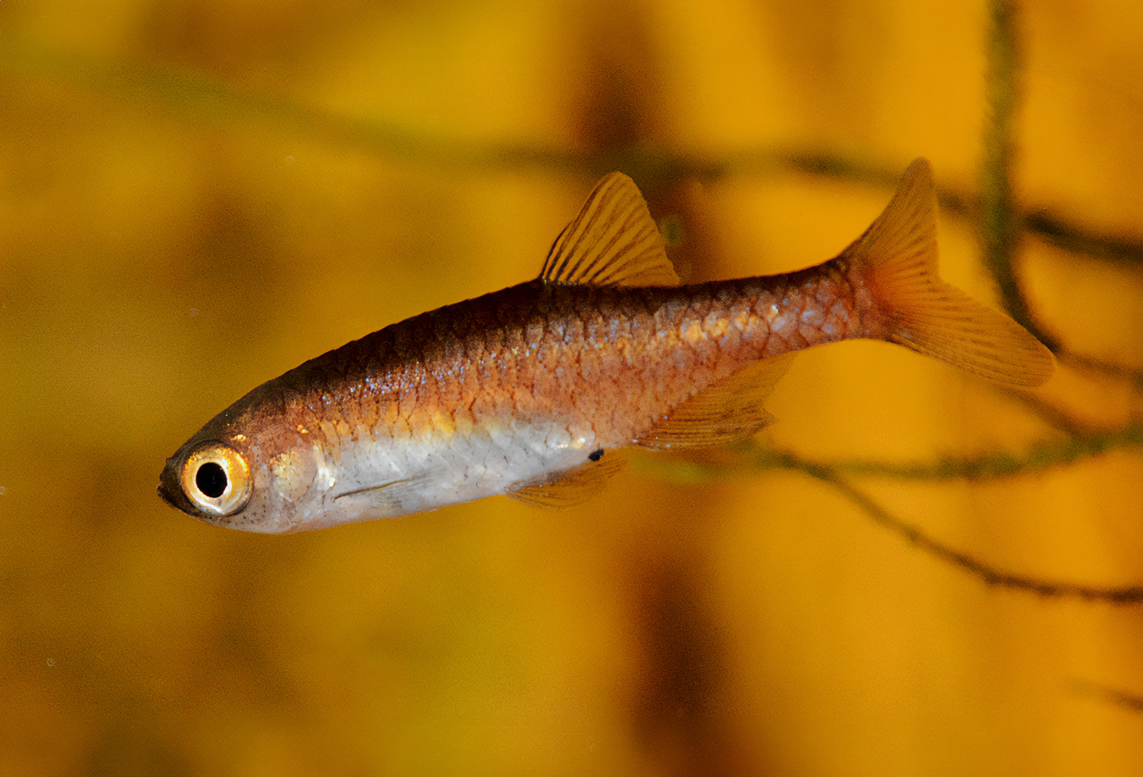 Foto på fisken Microrasbora rubescens