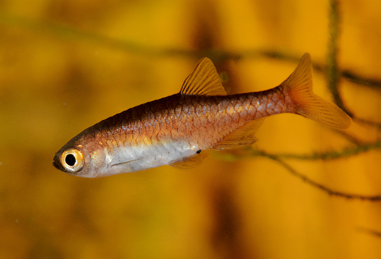 Röd dvärgrasbora, rödaktig rasbora