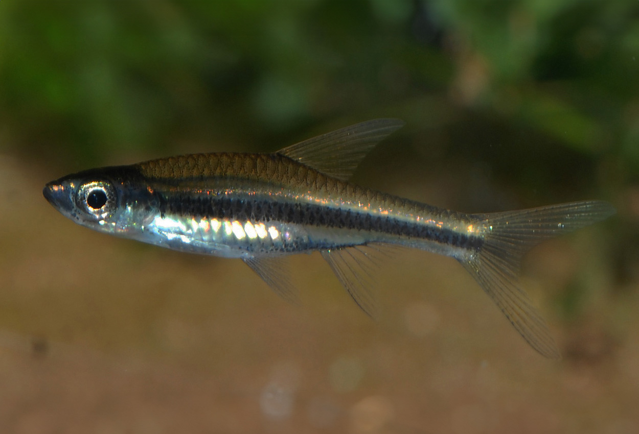 Svartbandad/guldbandad/gracil rasbora