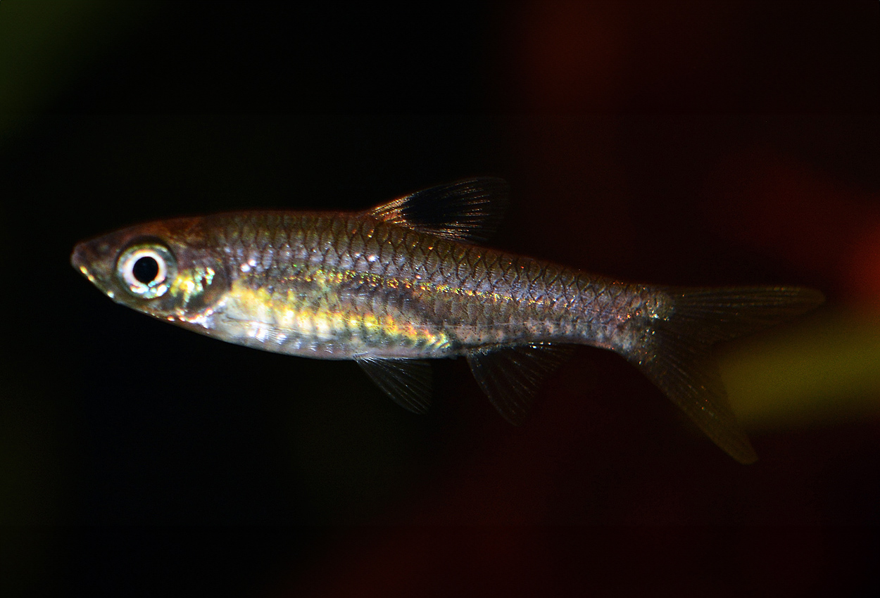 Fenfläcks/lyktögon/ögonfläcks-rasbora