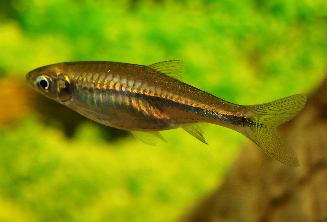 Kinarasbora, Hainanrasbora, Steiners rasbora