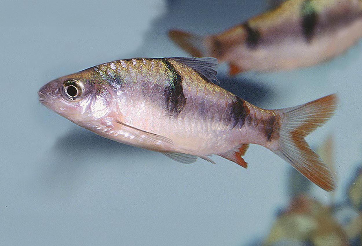 Auruliusbarb, vimpelbarb