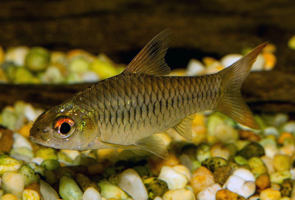 Foto på fisken Enteromius callipterus