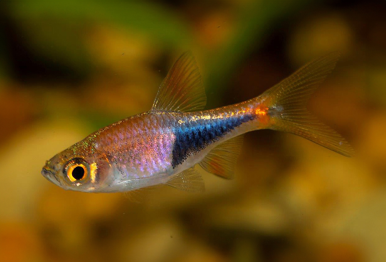 Thailändsk kilfläcksrasbora