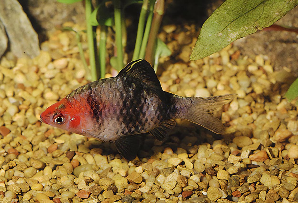 Foto på fisken Pethia nigrofasciata