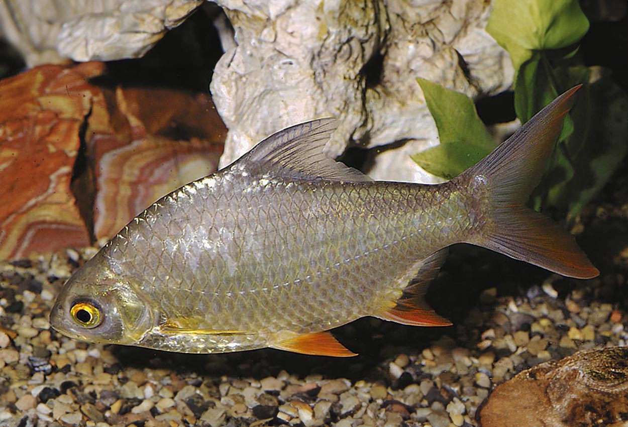 Foto på fisken Barbonymus schwanenfeldi