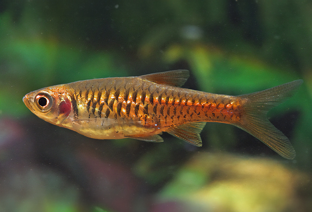 Lava/vulkan-rasbora