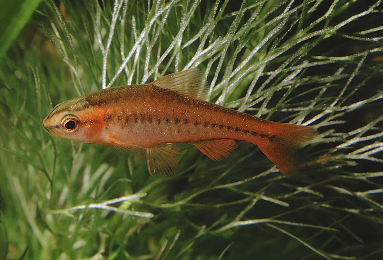 Foto på fisken Puntius titteya