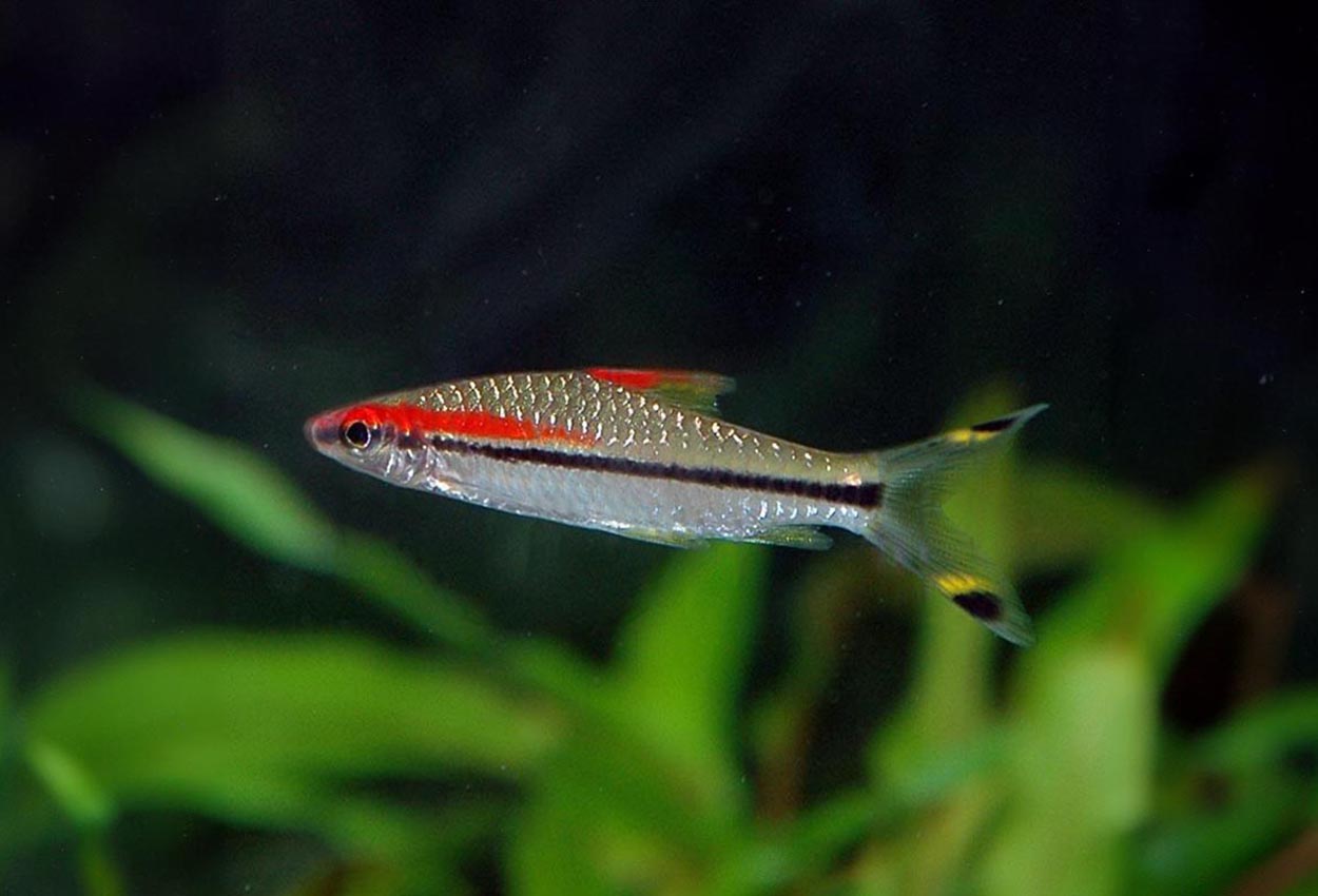 Denisons barb, red line torpedbarb