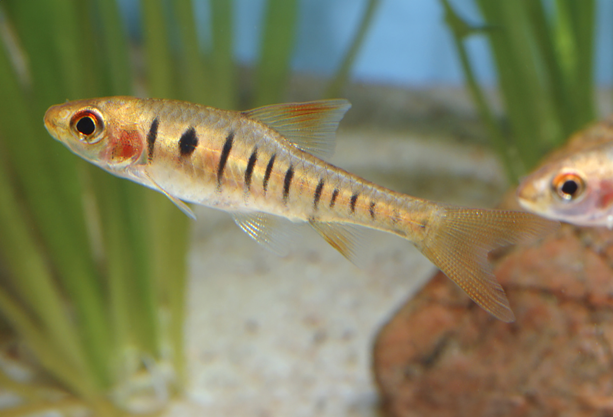 Angolabarb  