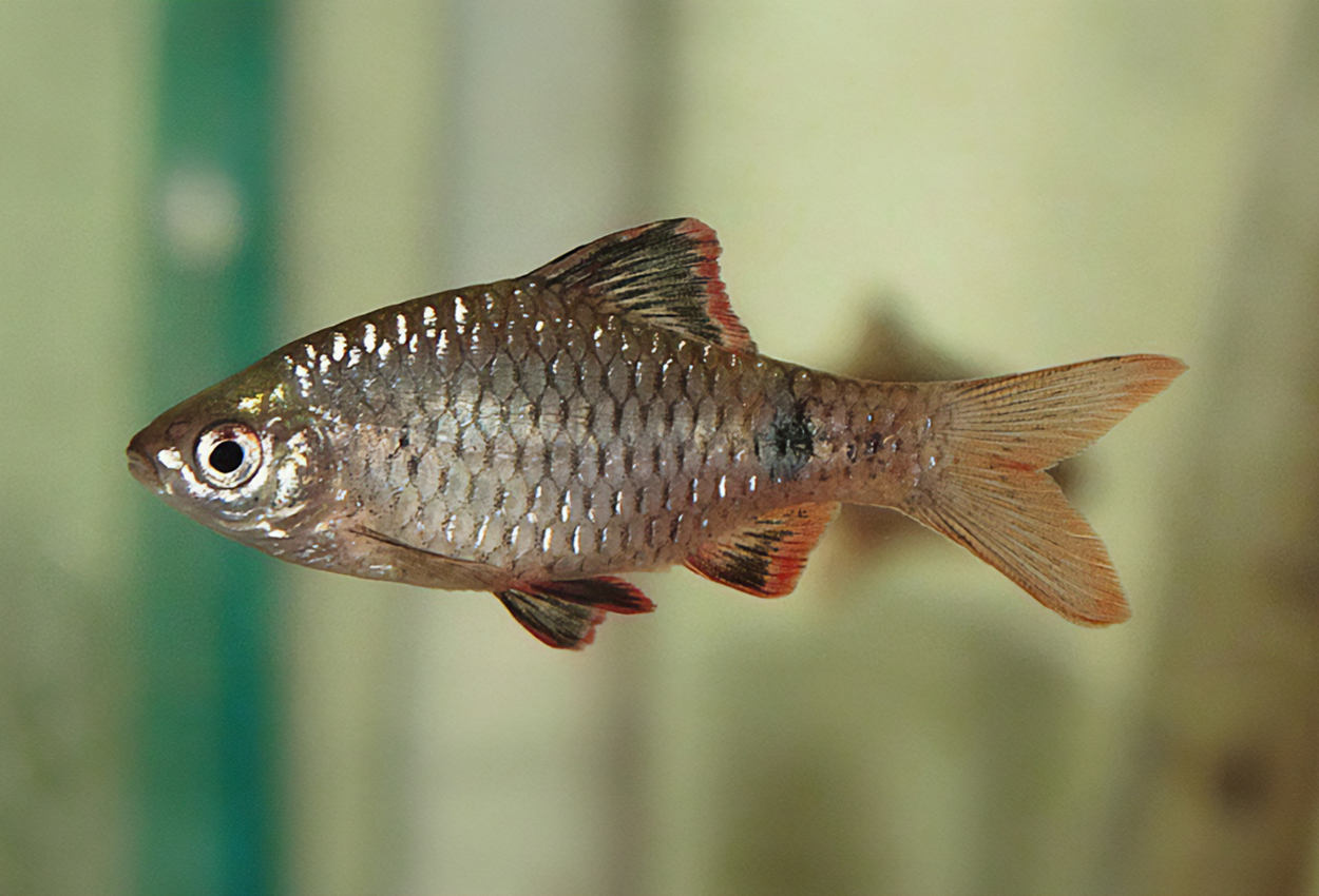 Indianbarb, solfläcksbarb, påfågelsbarb