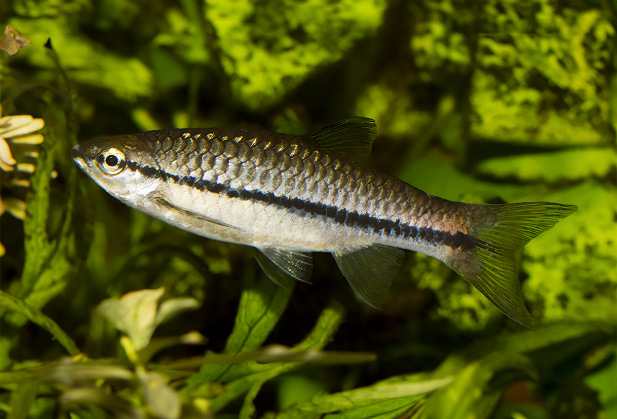 Brilliant/långbandad-rasbora