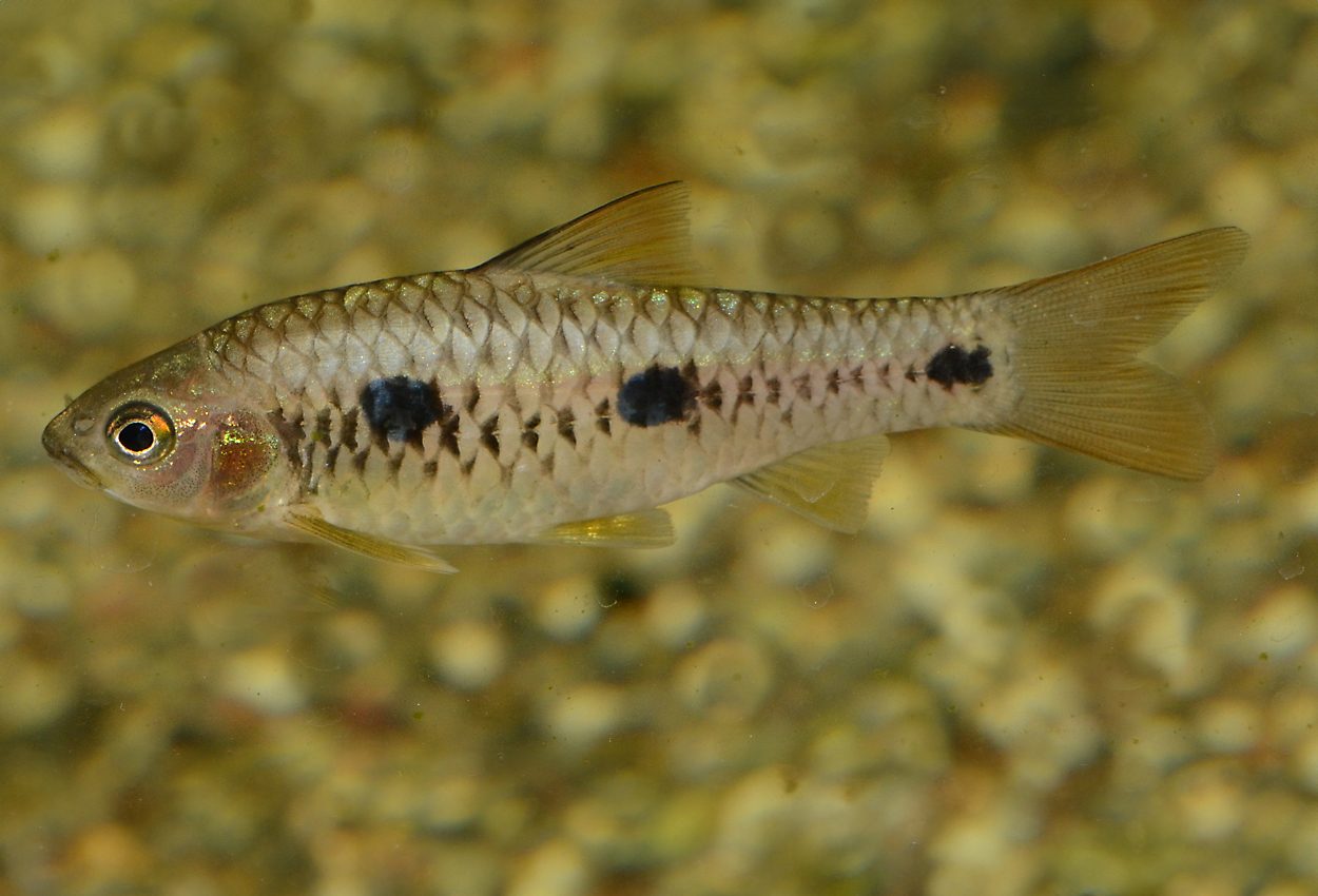 Trepunktsbarb, svartfläckig guldbarb