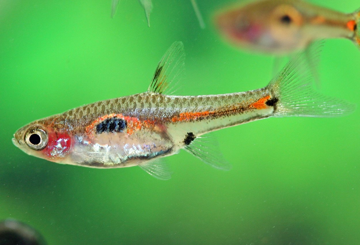 Merah rasbora