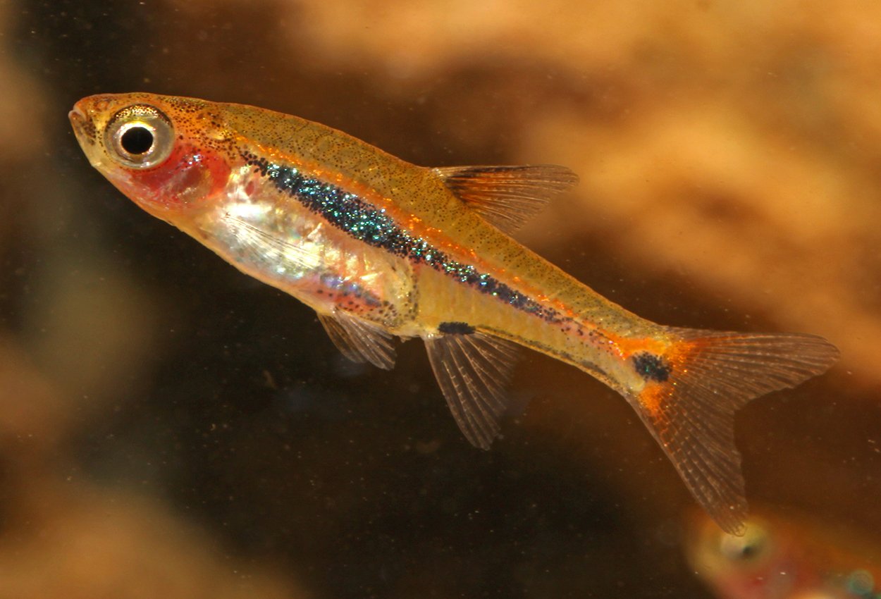 Stjärtfläcksrasbora