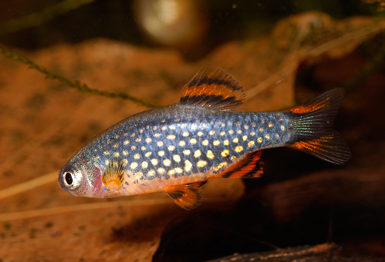 Foto på fisken Danio margaritatus